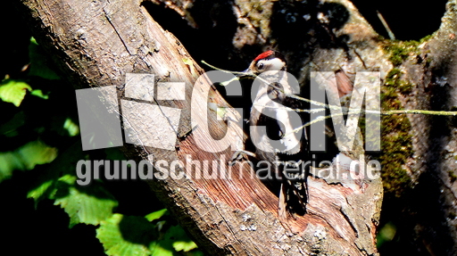 Buntspecht (13).JPG